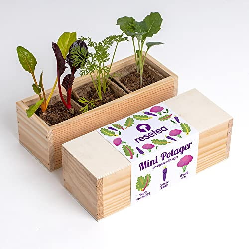 Resetea | Kit de plantation | Mini Potager | Légumes étranges | Poirée arc-en-ciel, carotte violette et brocoli rose