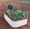 Original Veggie Bed Paperbark Garden Planting Merino White Vegetable Planter Easy to Grow our Own 2x Veg Bed by Thompson and Morgan. (Merino White)