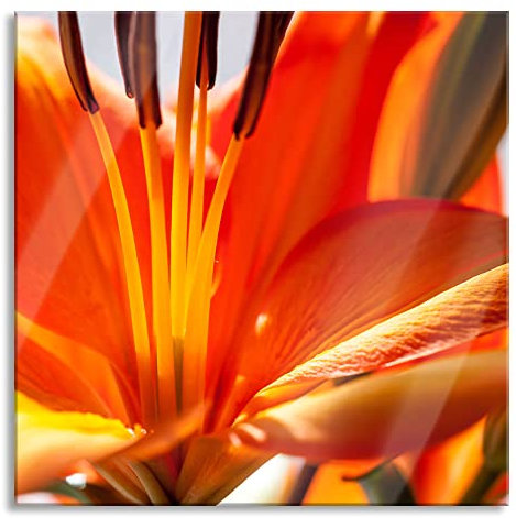 Pixxprint Glasbild, Wandbild auf Echtglas, orange Lilie in Nahaufnahme, 60x60 cm, inkl. Aufhängung und Abstandshalter