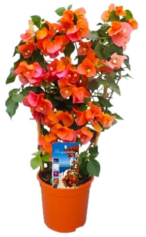 Plant in a Box - Bougainvillea 'Dania' - Bougainvillea on Rack - Orange Blüten - Kletterpflanze - Gartenpflanze - Topf 17cm - Höhe 50-60cm