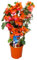 Plant in a Box - Bougainvillea 'Dania' - Bougainvillea on Rack - Orange Blüten - Kletterpflanze - Gartenpflanze - Topf 17cm - Höhe 50-60cm