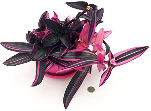 POWERS TO FLOWERS - TRADESCANTIA PURPLE VARIEGATA CIOTOLA 16CM DIAMETRO, pianta vera