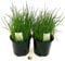 POWERS TO FLOWERS - ERBA CIPOLLINA BIO 2 PIANTE, piante vere