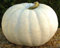 20pcs semillas de hortalizas de calabaza blanca