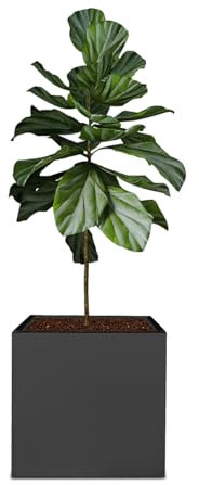 wanwanper Pflanzkiste, Schwarz Pflanzgefäß für Draußen und Innen, Blumenkübel Blumenkasten Quadratischer Pflanzkasten Innen-Außen-Pflanzer, 50x50x50cm