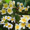 yanbirdfx Blumen Samen für Garten und Balkon-100 Stück / Beutel Plumeria Rubra Frangipani Hawaiianische Lei-Blumensamen-Gartenpflanzen