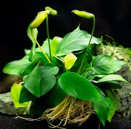 Anubias Nana Live Aquarium Aquatic Plants Tropical Aquascape Bogwood Hardscape (2 Anubias Nana)
