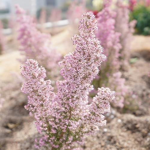 150 Pcs Heidekraut Winterhart Samen, Winterharte Pflanzen Für Garten, Pflanzen Garten, Calluna Vulgaris, Herbstpflanzen Winterhart Blühend, Exotische Samen Wildblumensamen Nachhaltige