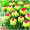 Tulpen – mehrjährige, seltene und schöne, winterharte Knollenblumen mit leuchtenden Farben, perfekt als Gartendekoration.-3 zwiebeln-C