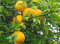 Winterharte Orange (Poncirus trifoliata) alias cinese Arancio Amaro, Zona di Hardy 5