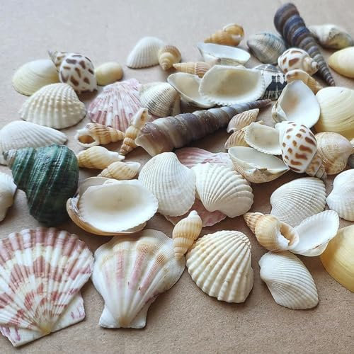 Conchiglie Miste, Conchiglie Naturali, Conchiglie da Spiaggia, Conchiglie per Bricolage, Conchiglie Decorative, Fai Da Te e Decorazioni per la Casa, Decorazioni per Feste, Matrimoni, Circa 200 g