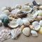 Shells Mixed, Natur Muscheln, Strandmuscheln, Bastelmuscheln, Deko Muscheln, Bastel und Heimdekomischungen, Dekoration Partys, Hochzeiten, Ca 200g