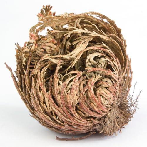 acquaverde | 10 Rose del Deserto, Pianta di Gerico Simbolo di Rinascita, Resurrezione e Purificazione, Rosa di Jerico per Casa e Decorazioni, Selaginella Lepidophylla Senza Radici e di Facile Cura