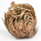 acquaverde | 10 Rose del Deserto, Pianta di Gerico Simbolo di Rinascita, Resurrezione e Purificazione, Rosa di Jerico per Casa e Decorazioni, Selaginella Lepidophylla Senza Radici e di Facile Cura