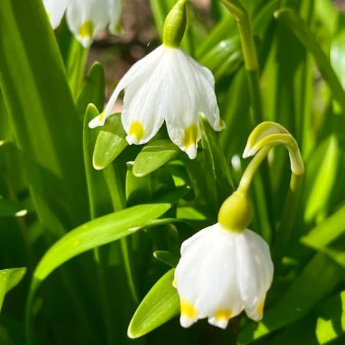 15 pcs Märzenbecher Zwiebeln Winterhart Mehrjährig - blumenwiese bienen exotische Leucojum vernum, winterharte pflanzen für garten balkonblumen flowers decoration, zimmerpflanzen blumenzwiebeln