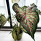 400 pcs Calathea pflanze samen-alocasia- pflanztöpfe、schattenpflanzen bonsai topf、gartenpflanzen winterharte pflanzen für garten blumen garten、pflanzen samen balkonpflanzen、garten