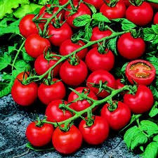 Tomato Red Cherry Seeds by Country Value. Average 20 Seeds