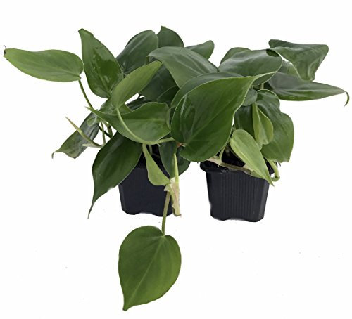 Heart Leaf Philodendron cordatum - 2 plantas - Planta de interior más fácil del mundo, macetas de 3 pulgadas