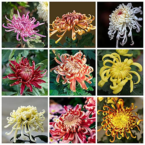 Chrysanthemen Winterhart Samen Blumensamen Mischung Balkonblumen Chrysanthemen Pflanzen Winterharte KüBelpflanzen Blumen Deko Exotische Pflanzen Garten Geschenke FüR Frauen 200 Chrysantheme Saatgut