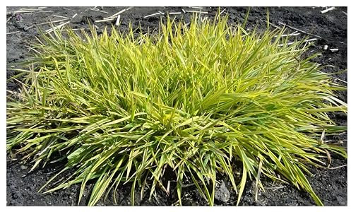 10 x Alopecurus pratensis ‚Aureovariegatus' im 1 Liter Topf (Ziergras/Gräser/Winterhart/Mehrjährig/Staude/Stauden) Gold-Fuchsschwanz - Ziergras mit leuchtend gelben Highlights - von Stauden Gänge