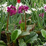 Semi Heartleaf Bergenia di Fiori (Bergenia cordifolia) 15 + Semi (60+)