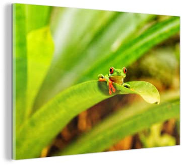 MuchoWow Glasbild Glasfoto Wandbild Bilder Deko 30x20 cm Roter Frosch auf Blatt