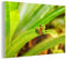 MuchoWow Glasbild Glasfoto Wandbild Bilder Deko 30x20 cm Roter Frosch auf Blatt