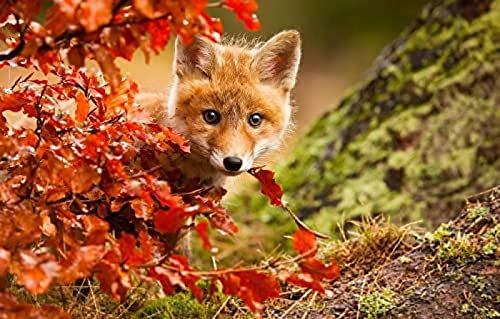 KESIMO 1000-teiliges 3D-Puzzle Fuchs 50x70CM