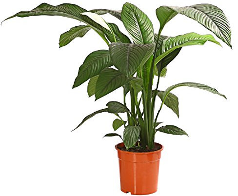 Dehner Air So Pure Einblatt Sensation, großes Blattwerk, ca. 140-150 cm, Ø Topf 24 cm, Zimmerpflanze