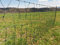 Landkaufhaus Mayer Kaninchenzaun 55cm Höhe | Kaninchennetz | Hasenauslauf | Elektronetz | Kleintiernetz | Hasenzaun (15m)