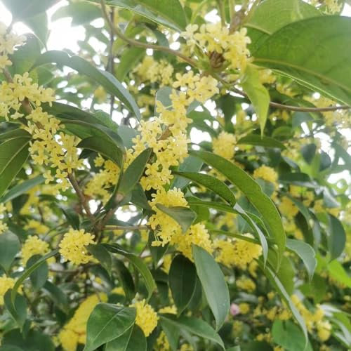 150 pcs Osmanthus baum samen - pflanzenkübel,Osmanthus fragrans, gewächshaus balkon bonsai baum blumensamen gastgeschenk bienenweide saatgut schmetterlingsflieder blumenwiese samen