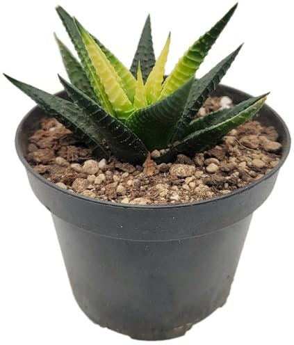 Fangblatt - Haworthia limifolia 'Twister' variegata - exquisite panaschierte Sukkulente - auffällige spiralförmige Blätter - perfekte Zimmerpflanze