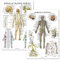 Palace Learning Anatomieposter Wirbelsäule und Nervensystem, laminiert, 45,7 x 68,6 cm, 2 Stück