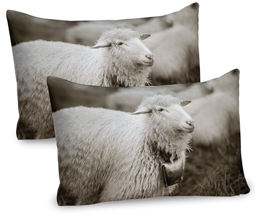 ABAKUHAUS Schaf Packung mit 2, Flaumige wollige Schafe mit Einer Glocke in den Wilden Weiden und in den Bergen mit Seiner Herde Bild, Dekorativer Gedruckter, 80 x 40 cm, Mehrfarbig