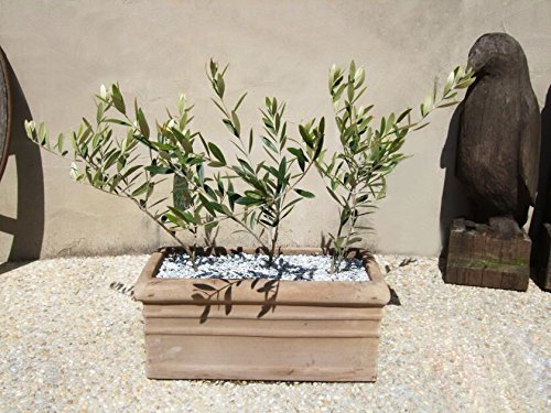 10 Albero (Olea europaea) Semi/Beutel Olive Bonsai, Bonsai Mini Ulivo, Olive Bonsai Semi Freschi Exotic Albero