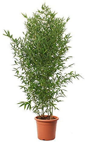 KENTIS - Bambusa Aurea mit Jutedekoration für Vase - Bambus Pflanze - Echte Winterharte Pflanzen für Garten - Balkon Pflanze - Hoch 170-200 cm Topf Ø 24 cm
