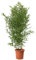 KENTIS - Bambusa Aurea con Decorazione Vaso in Juta - Bamboo Pianta Vera da Esterno - Bambù Piante per Giardino - H 170-200 cm Vaso Ø 24 cm