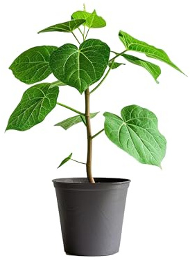 Myoshome - Paulownia Tomentosa Planta Natural en Maceta Plástico – Árbol Emperatriz Vivo 50-60 cm, Ideal para Jardín, Terraza o Interior | Árbol Rápido Crecimiento y Ornamental. Paulownia Tomentosa