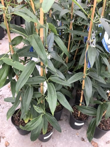 1x Giersch - Clematis armandii | 50-60 cm pot