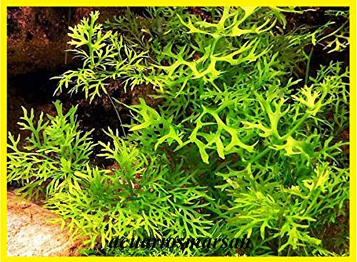 Desconocido Planta de Acuario. Helecho de Sumatra