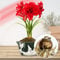 Amaryllis Zwiebel Double Red - 1 Blumenzwiebel in Großformat 26/30 - Exklusive Blumenzwiebeln Amarillis - Echte Pflanzen aus Holland - Hippeastrum Zwiebeln (keine Samen, Wachs und nicht künstlich)