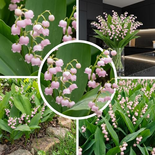 Maiglöckchen Winterhart Mehrjährig - Rosa Convallaria Majalis - 10 Wurzeln | Convallaria-Wurzeln (Maiglöckchen) aus Holland, rosa blühend, duftend, Blüte April-Mai (kein Samen)