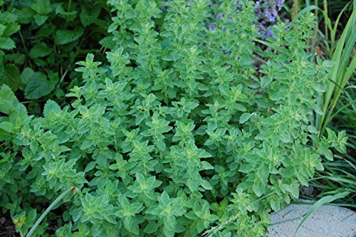 1 plante d'origan en pot 14 cm aromatiques potager jardin