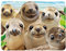 3D LiveLife Magnet - Sea Lion Snap from Deluxebase. Lenticular 3D Ocean Fridge Magnet. Magnetic decor for kids and adults with artwork licensed from renowned artist, Michael Searle