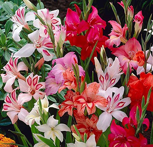 Gladiolenzwiebeln Gladiolenzwiebeln KäLtebestäNdige MehrjäHrige Gladiolen - KäLtebestäNdige Stauden FüR Den Garten Balkonpflanzen Und Blumen-3zwiebeln