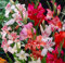 Gladiolenzwiebeln Gladiolenzwiebeln KäLtebestäNdige MehrjäHrige Gladiolen - KäLtebestäNdige Stauden FüR Den Garten Balkonpflanzen Und Blumen-3zwiebeln