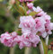Japanische Hänge Nelkenkirsche 60-80cm - Prunus serrulata
