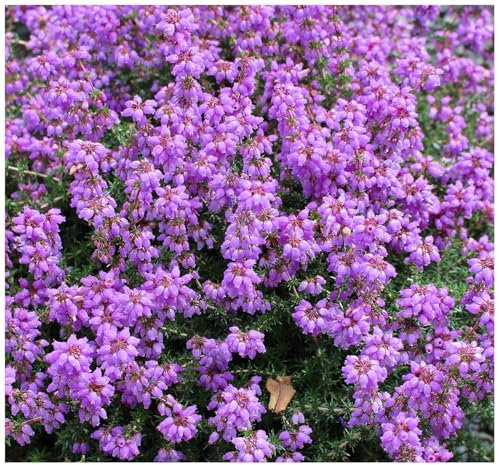 GrowOn Shrubs Bell Heather Erica Cinerea 'My Love' | Evergreen Shrub | Outdoor Garden Ready Plant | Summer and Autumn Flowering | Bluish-Purple Flowers