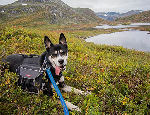 hansepuzzle 71469 - Husky Puzzle 1000 Teile | Tierwelt Puzzle mit hochwertiger Puzzle Aufbewahrung: Kartonbox und Wieder verschließbarem Beutel | Puzzle-Maße: 60 x 46 cm