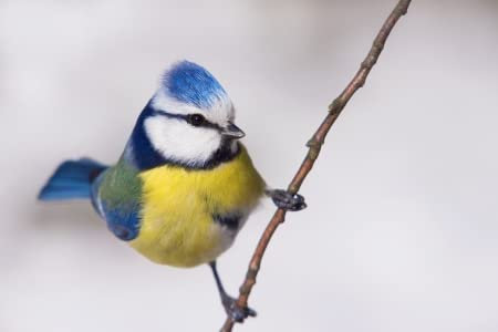 adrium Acryl-Bild 60 x 40 cm: Blaumeise im Winter(21257067)